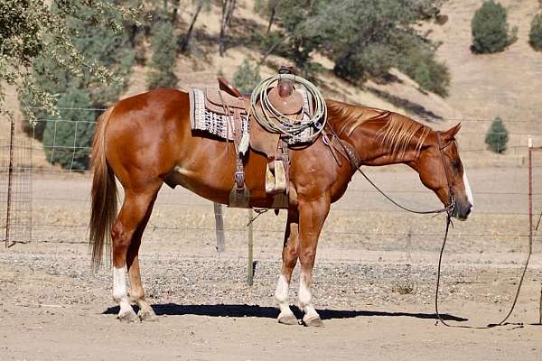 calf-roping-quarter-horse