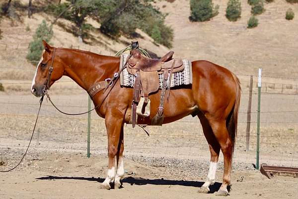 endurance-quarter-horse