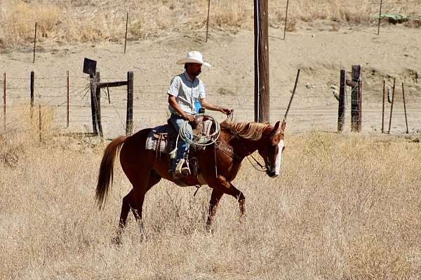 experienced-quarter-horse