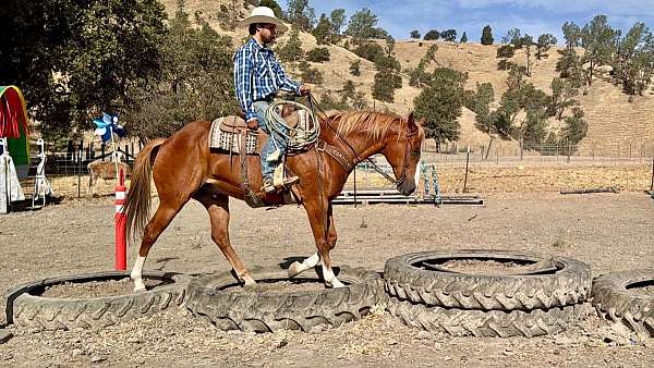 flashy-quarter-horse