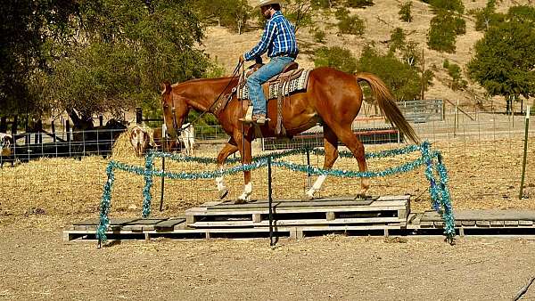husband-safe-quarter-horse
