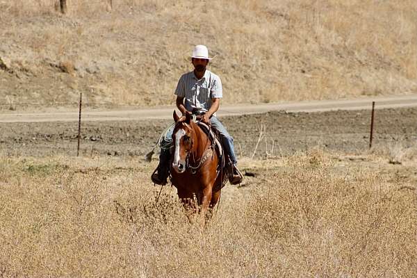 kid-safe-quarter-horse