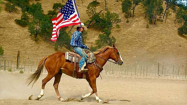 performance-quarter-horse