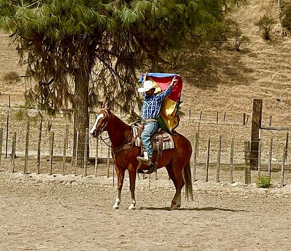 ranch-quarter-horse