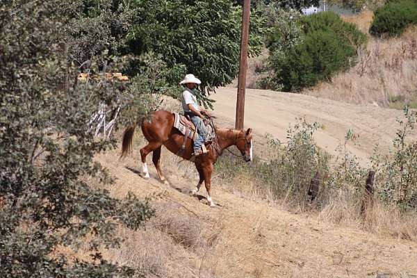 ranch-versatility-quarter-horse