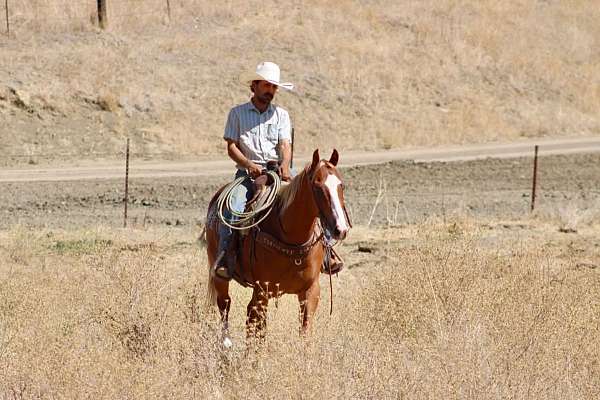 ranch-work-quarter-horse