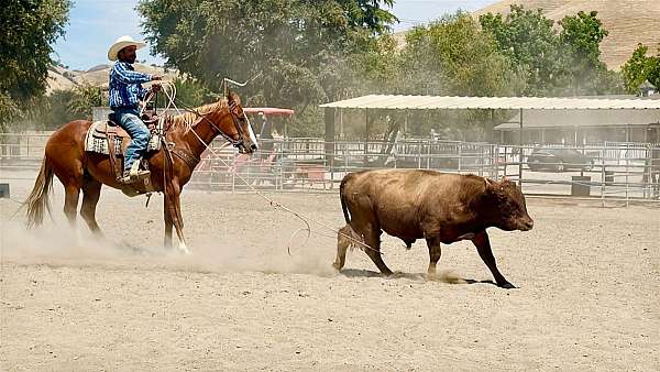 ridden-western-quarter-horse