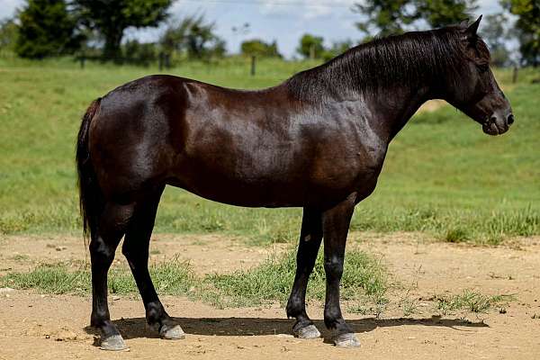 black-haflinger-horse