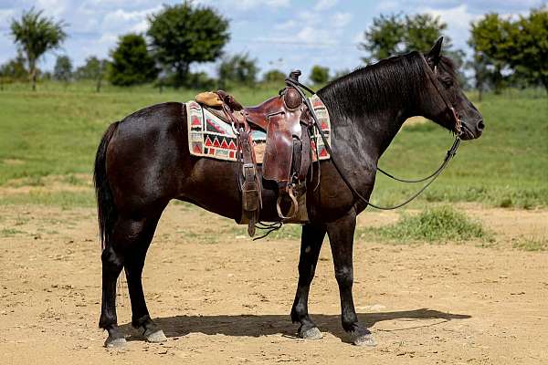 black-haflinger