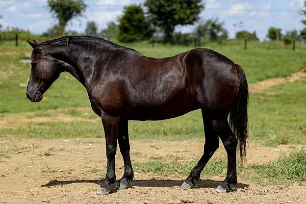 all-around-haflinger-horse