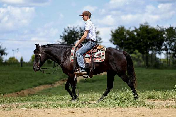 beginner-haflinger-horse
