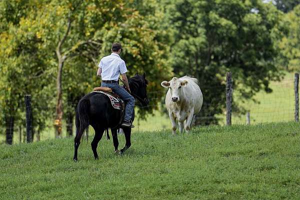 calf-roping-haflinger-horse