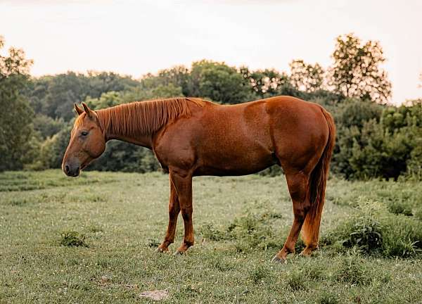 all-around-quarter-horse