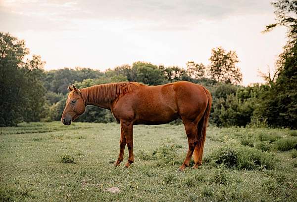 athletic-quarter-horse