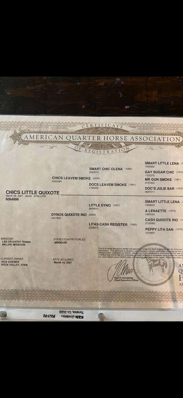 calf-roping-quarter-horse