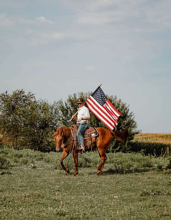 beginner-quarter-horse