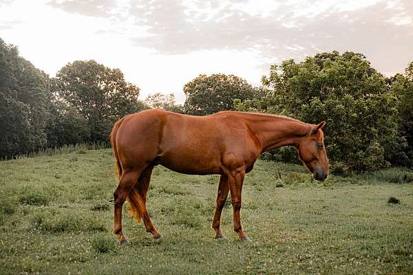 endurance-quarter-horse