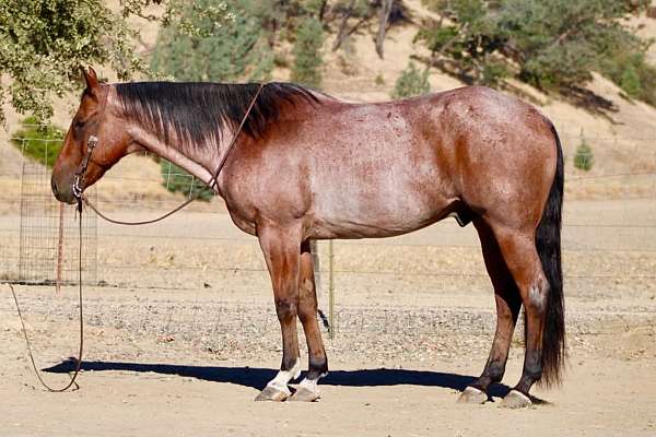 all-around-quarter-horse