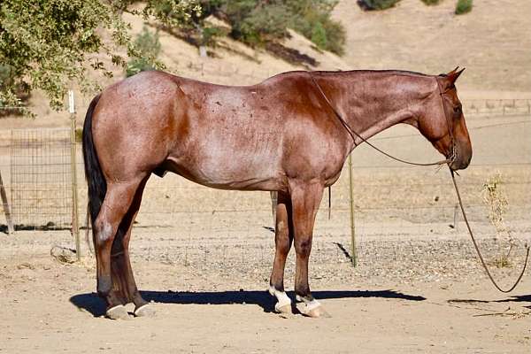 athletic-quarter-horse
