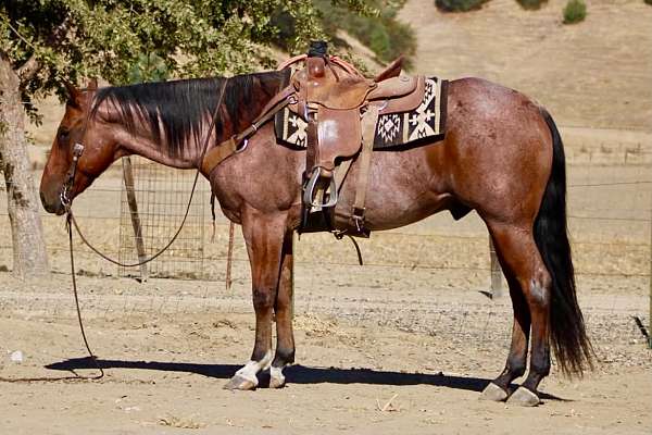 beginner-quarter-horse