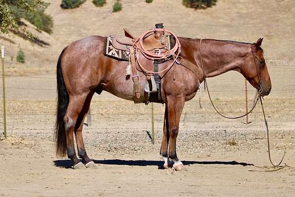calf-roping-quarter-horse
