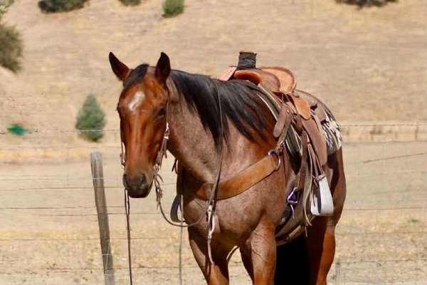 endurance-quarter-horse