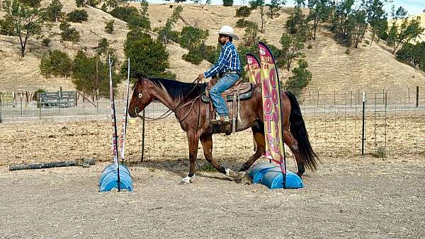experienced-quarter-horse