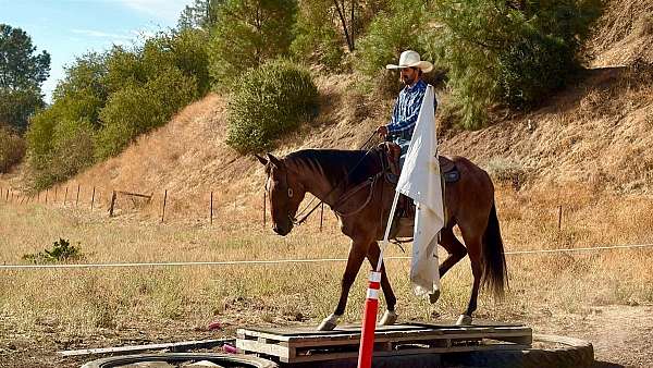 flashy-quarter-horse