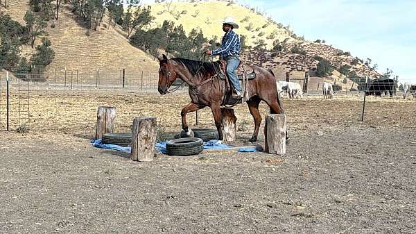 husband-safe-quarter-horse