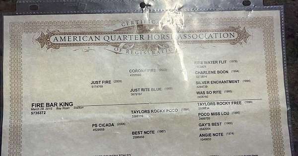 kid-safe-quarter-horse