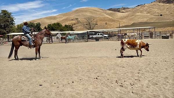 ranch-quarter-horse