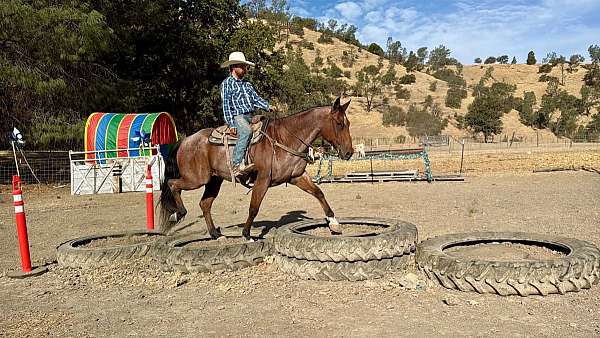 ranch-versatility-quarter-horse