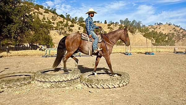 ranch-work-quarter-horse