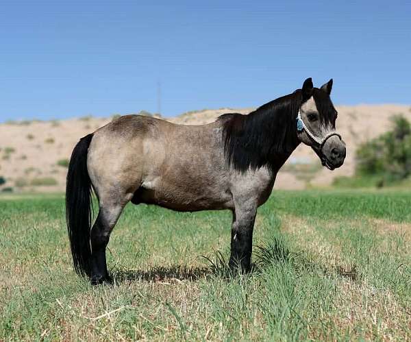 all-around-pony