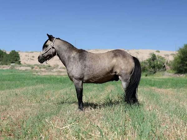 athletic-pony
