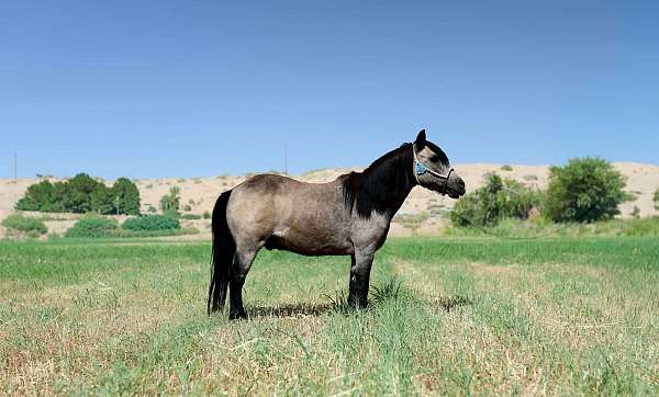 beginner-pony