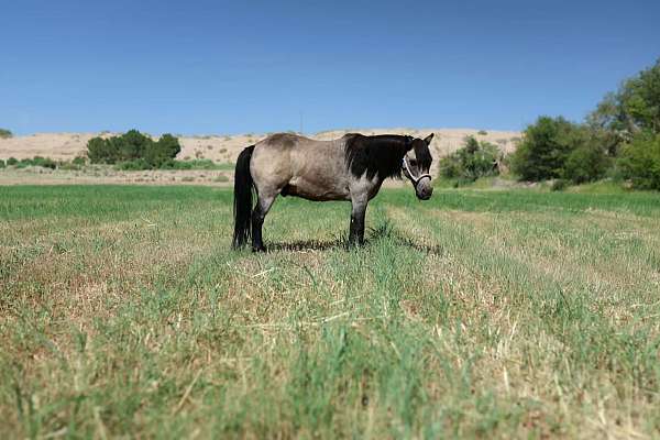 calf-roping-pony