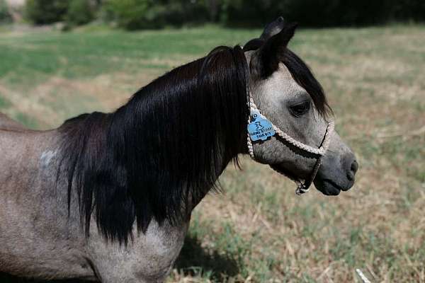 endurance-pony