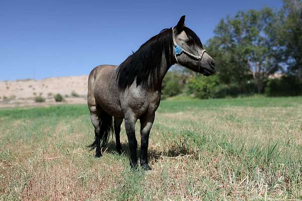 experienced-pony