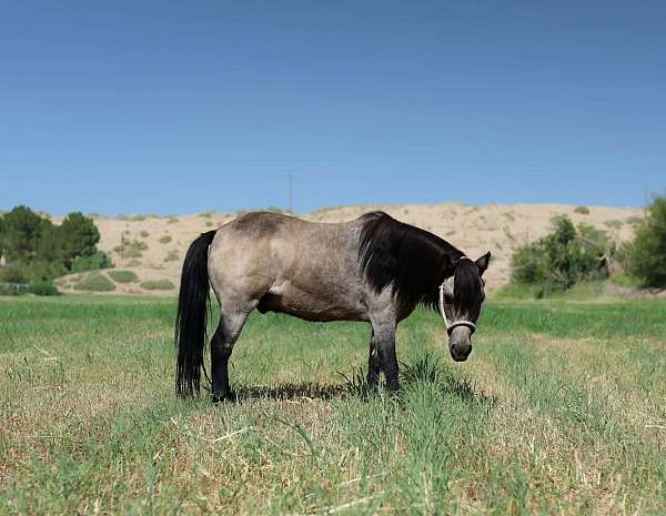 ranch-pony