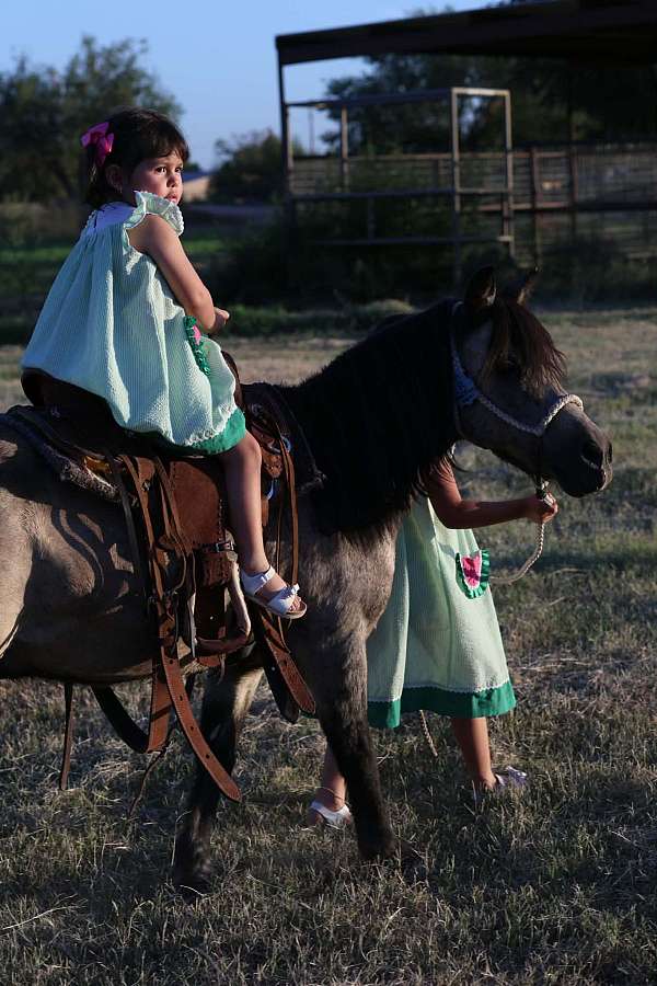 ridden-western-pony