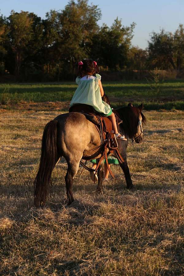 ranch-work-pony