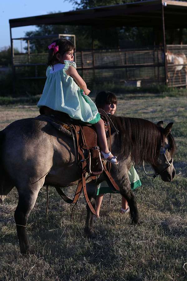 roping-pony
