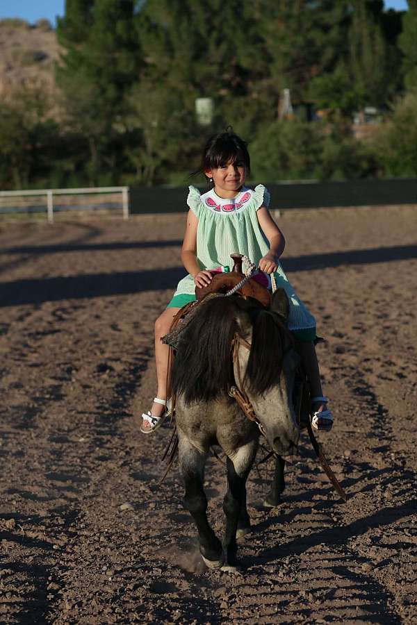 trail-riding-pony