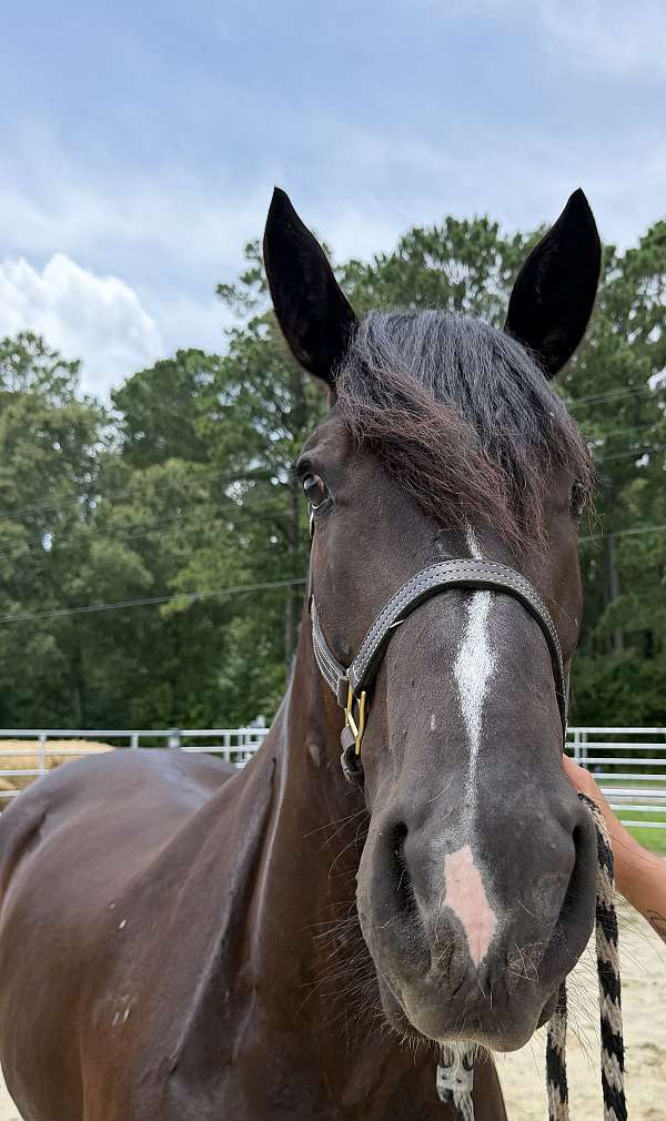 16-hand-quarter-horse-mare