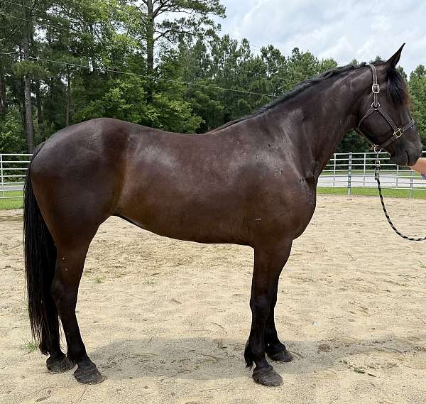 black-mare-for-sale