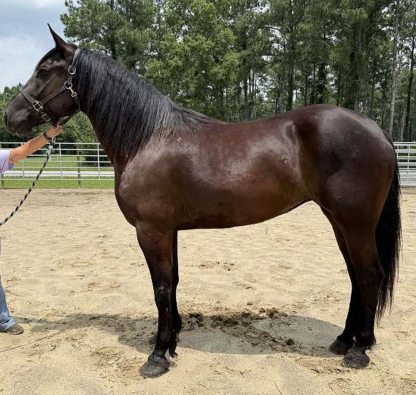 black-quarter-horse-mare