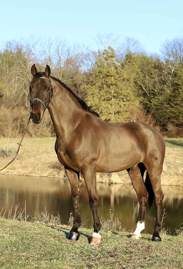 all-around-dutch-warmblood-horse