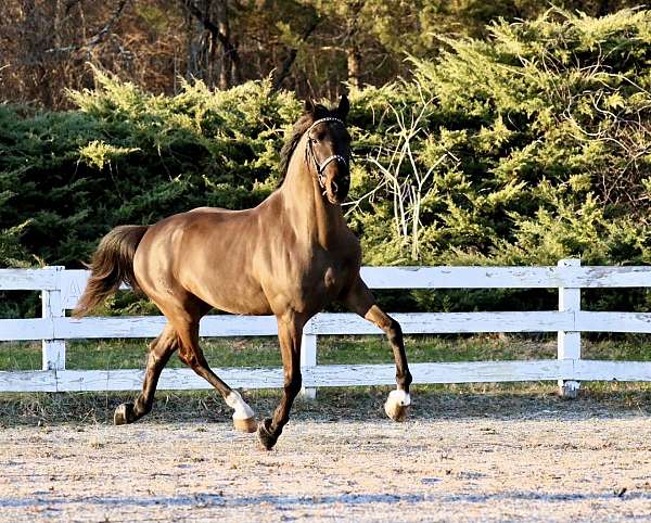 athletic-dutch-warmblood-horse