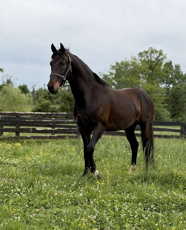dressage-dutch-warmblood-horse